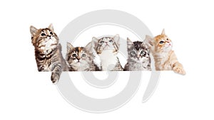 Row of Cute Kittens Hanging Over White Banner