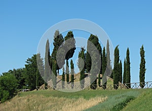 A row of Cypress trees