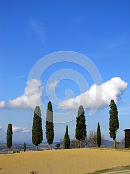 Row of cypress trees in the countryside, under a blue sky and white clouds, Tuscany