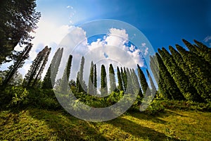 Row of cypress trees over a hill near Gozna lake