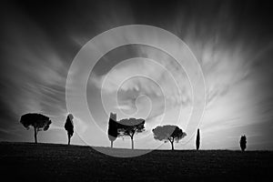 Row of cypress trees at sunset, dramatic sky, typical tuscan landscape in black and white