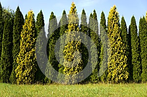 Row of cypresses