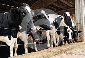 Row of dairy cows penned in a barn