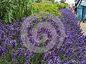 A row of deep purple lavender lining a path