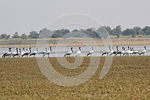 A row of Demoiselle cranes, Grus virgo, Solapur, Maharashtra