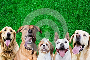 Row of different size and breed dogs on grass background