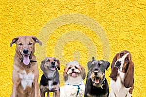 Row of different size and breed dogs on yellow background