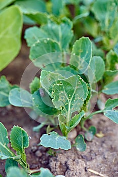 Row of diseased cabbage
