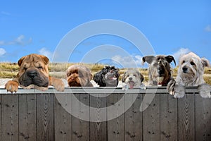 Row of dogs behind a fence observing the surroundings