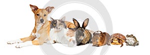 Row of Domestic Pets