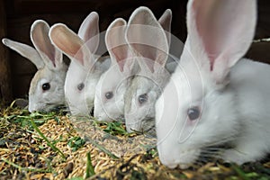 Row of domestic rabbits eating grain and grass in farm hutch