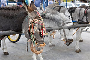 Row of donkey taxis