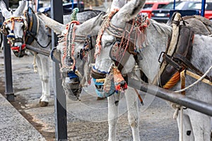 Row of donkey taxis