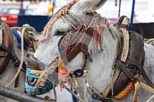 Row of donkey taxis