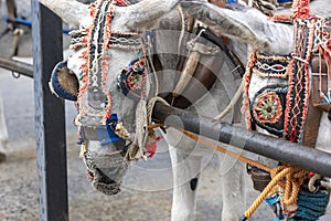 Row of donkey taxis