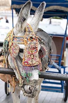 Row of donkey taxis