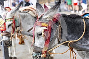 Row of donkey taxis