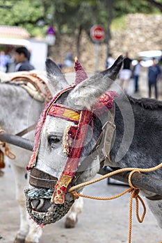 Row of donkey taxis