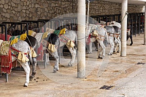 Row of donkey taxis