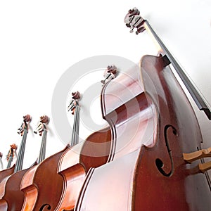 Row of double basses against a wall on square picture