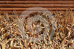 Row of dried corn stalks - background