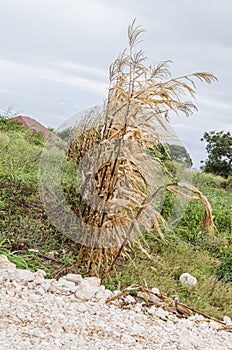 Row Of Dried Corn Trees