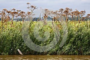 Row of dried out hog weed (Heracleum sphondylium)