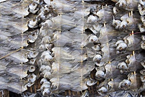 Row of dry fish. Dry fish for fried to eat. Food preservation in