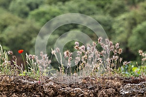 Row of dry grass with red poppy
