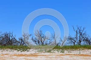 A row of dry trees on the sea coast in sunny, clear weather.