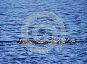 A row of duckling on a summer time pond.