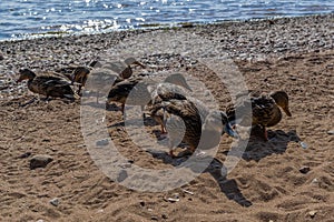 Row of ducks walk on sandy pebble shore in search of food. Waves in blue lake sparkle from sun. Animals with feathers. Warm