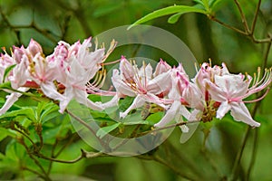 A Row of Early Azalea Flowers â€“ Rhododendron prinophyllum