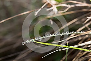 Row of early dew drops on a blade of grass illuminated by the rising sun