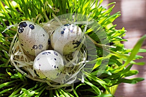 Row of easter eggs quail on the green fresh grass