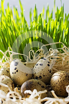 Row of easter eggs quail on the green fresh grass