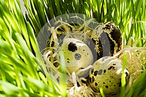 Row of easter eggs quail on the green fresh grass