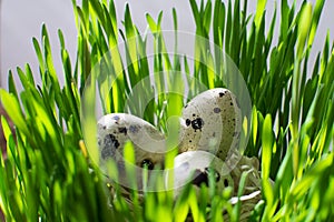 Row of easter eggs quail on the green fresh grass