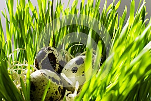 Row of easter eggs quail on the green fresh grass