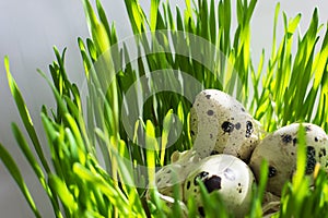 Row of easter eggs quail on the green fresh grass