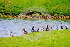 Row of Egyption Goose at Saadiyat Lake photo