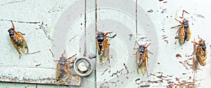 Row of Emerging Cicadas on Blue Metal Background