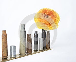 Row of Small Used Bullet Casings with Single Orange Yellow Ranunculus Flower