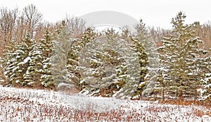 Row of evergreen trees covered in Winter snow