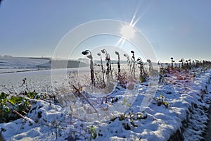 Faded sunflower in winter landscape