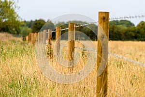 Row of fence posts in a meadow