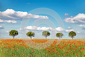 Row of five trees in an organic wheat field with poppies photo