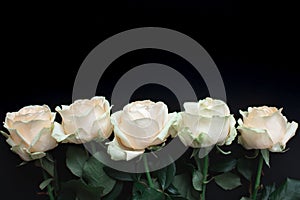 Row of five white roses on black background, top view. Flat lay with the spase for message