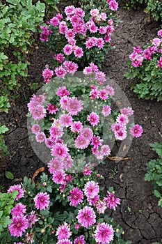 Row of flowering pink Chrysanthemum bushes