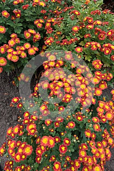 Row of flowering red and yellow Chrysanthemums